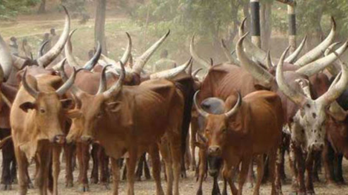 Tanzanian Livestock Barred From Kajiado Markets The Citizen