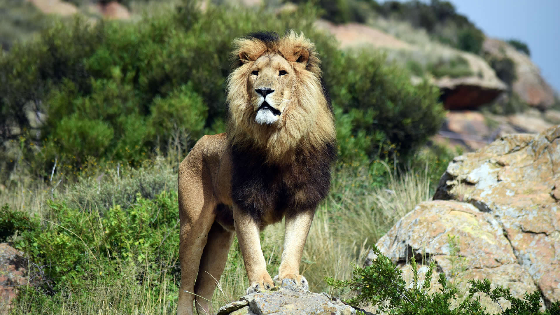 Getting closer to a much better count of Africa’s remaining lions - The