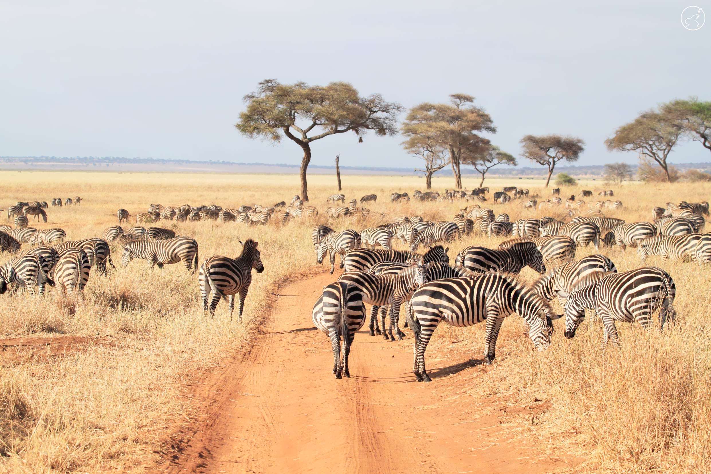 Serengeti pic