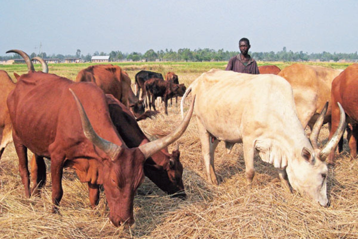 Cattle In Burundi From Poetry To Milk Yields The Citizen