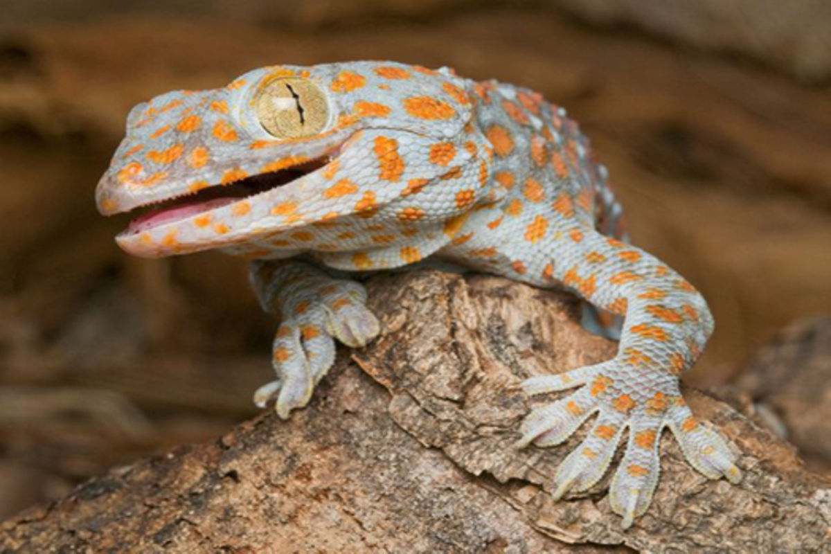 Poachers Target Tz Lizards And Monkeys 