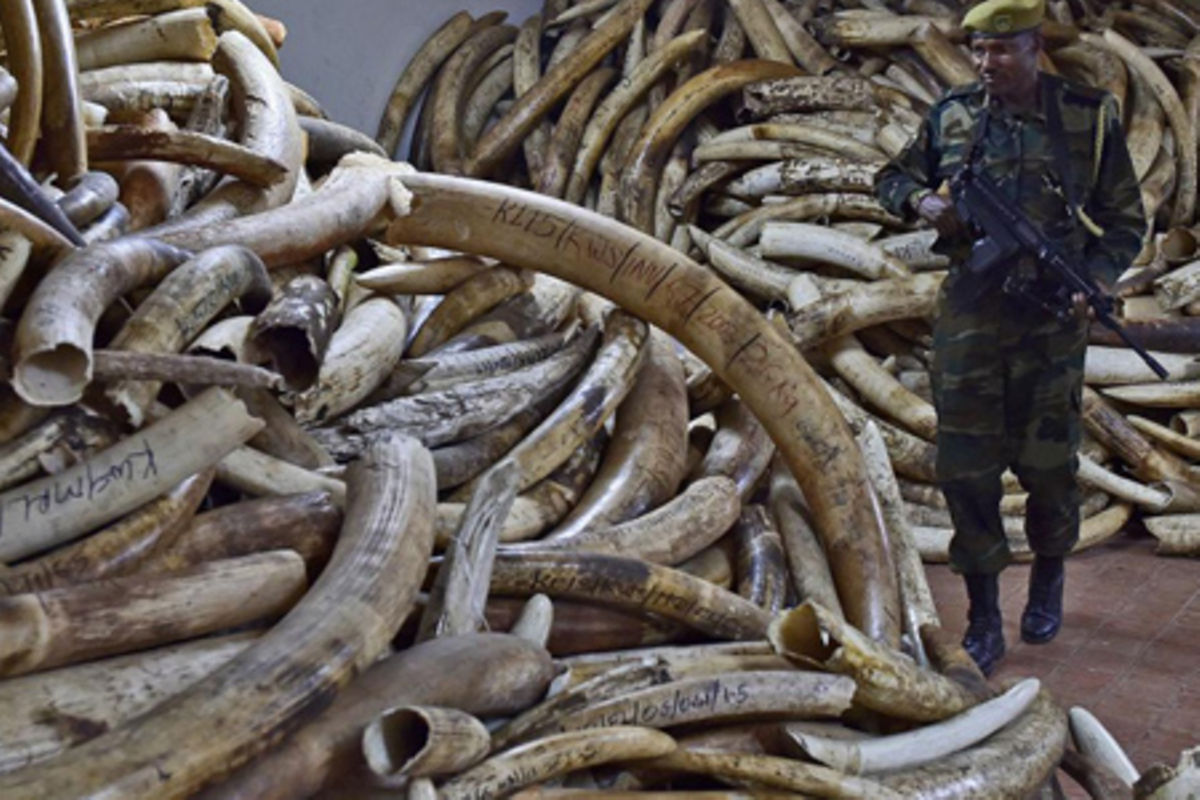 Ivory worth Sh4.6bn seized in operation | The Citizen