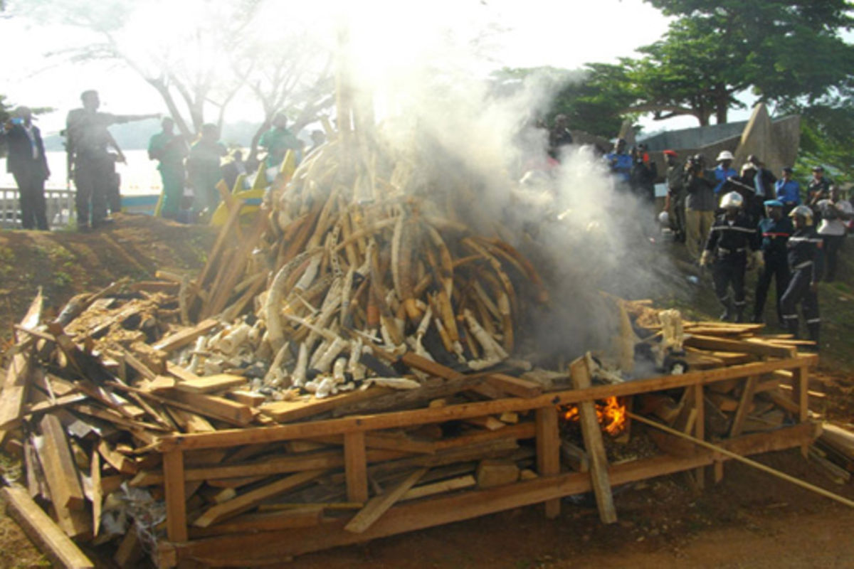 Envoys Engaging In Illegal Ivory Trade The Citizen   Eac Pic 