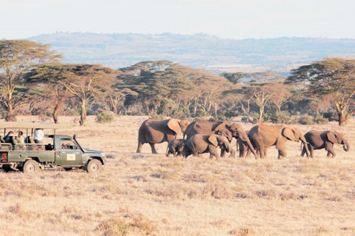 Africa elephant census reveals dramatic decline | The Citizen