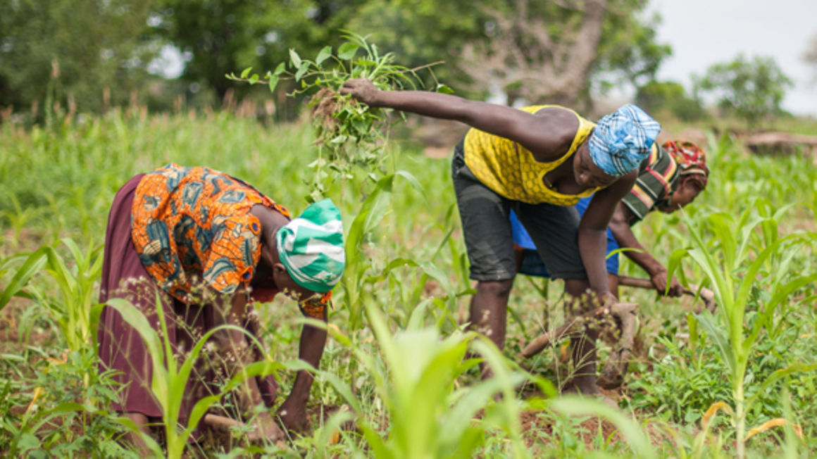 Farmers: Control agro-input dealers - The Citizen