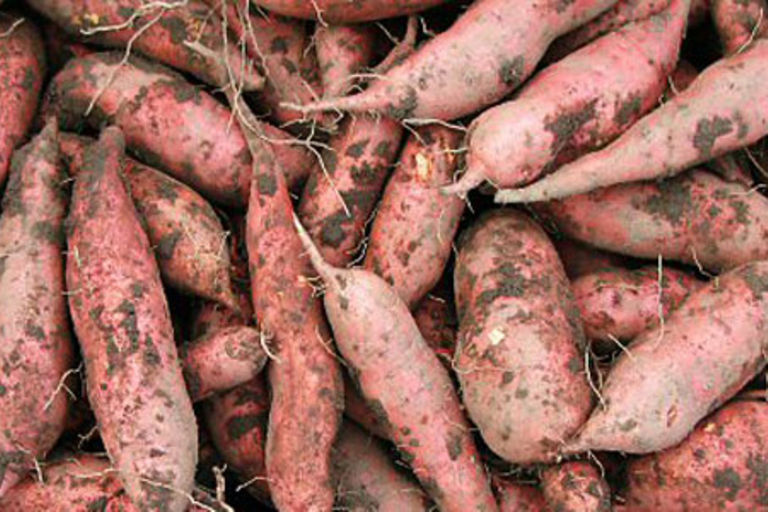 Prices of sweet potatoes fall as supply improves The Citizen