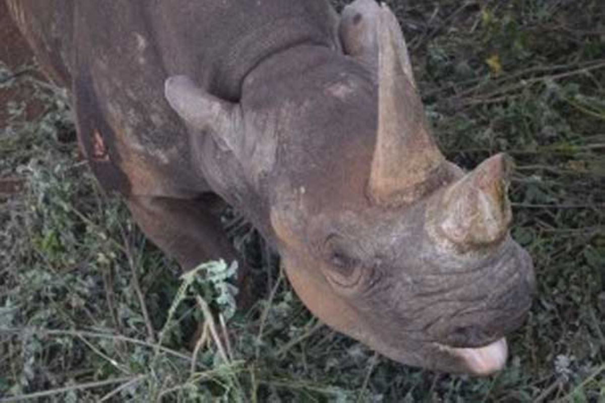 Rhinos with famous names | The Citizen