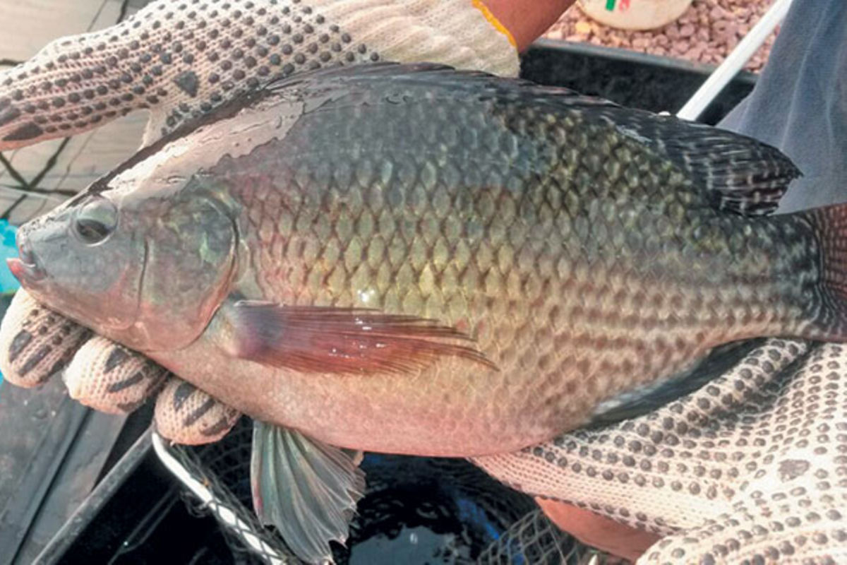 Tanga institute embarks on ‘best fish species’ research | The Citizen