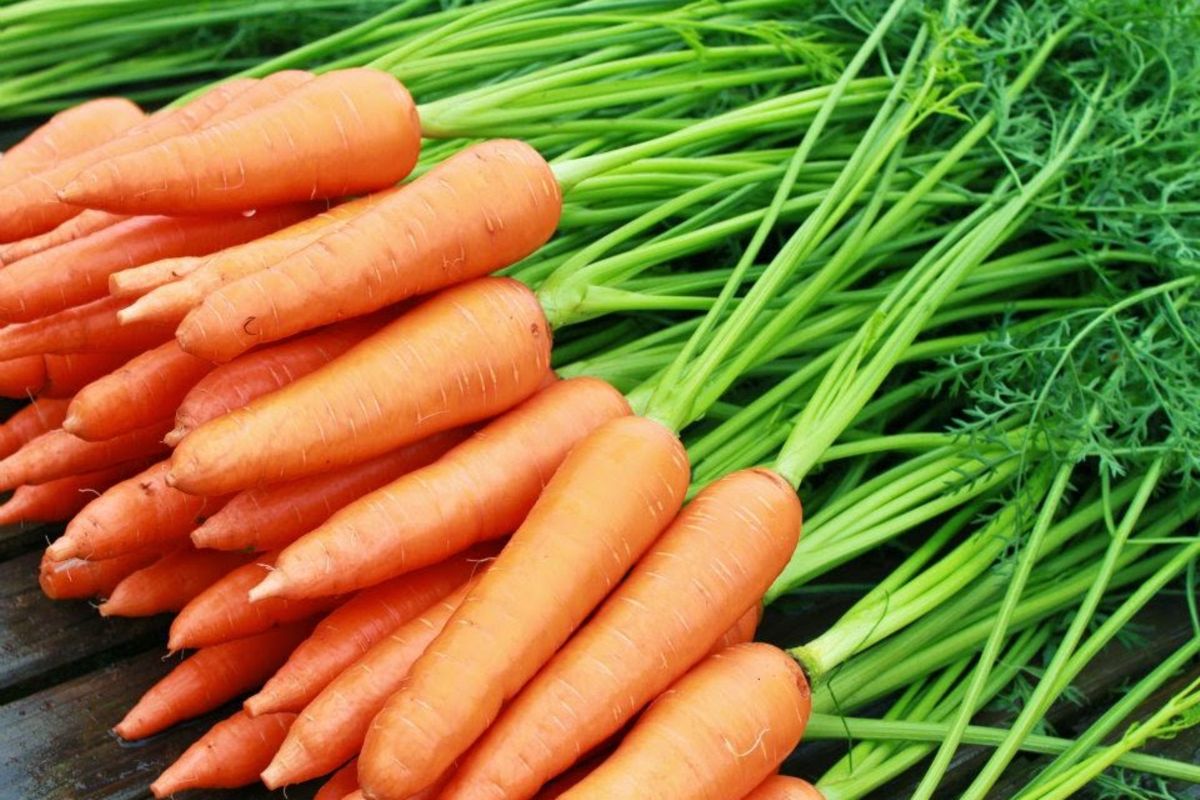 Shortage of carrots sends prices escalating in Moshi The Citizen