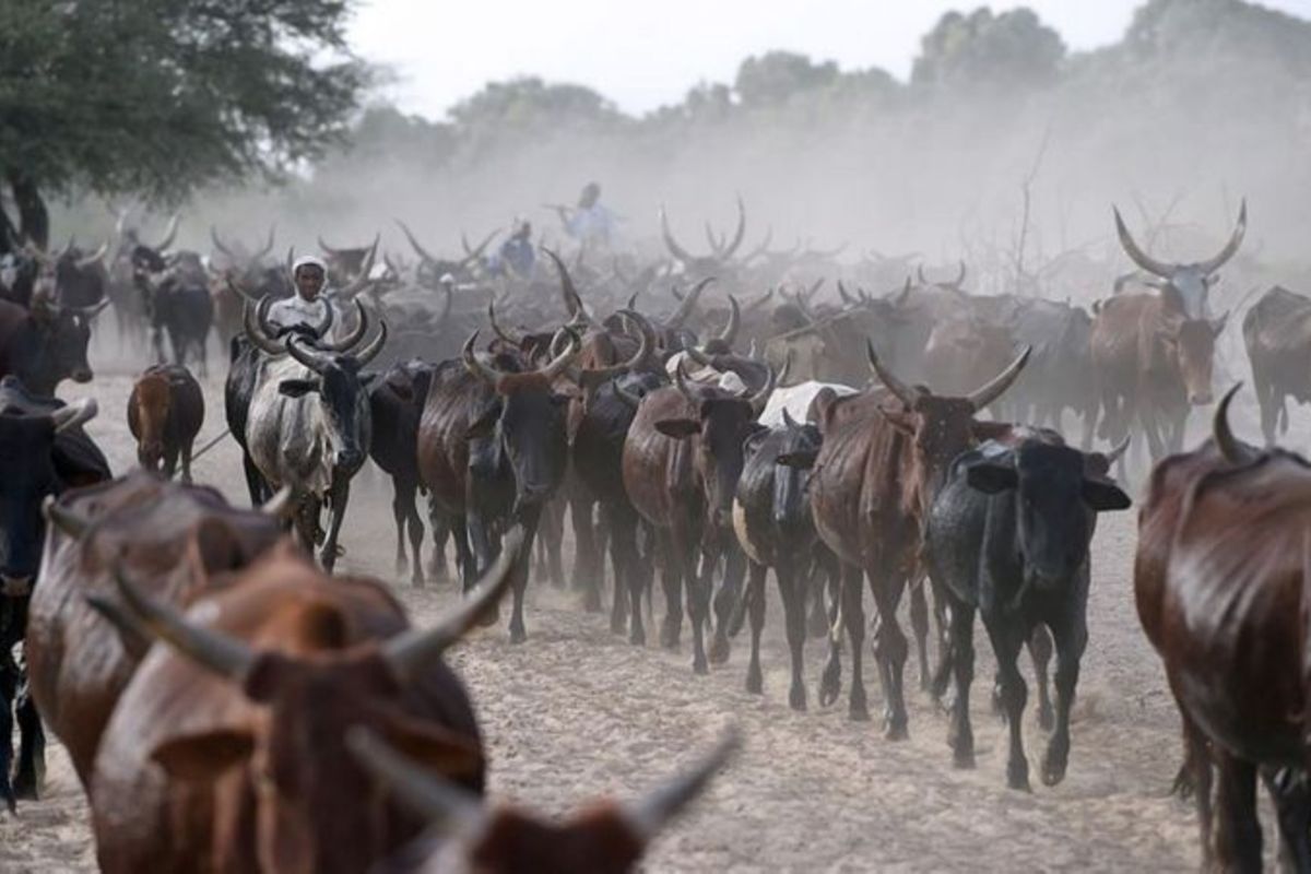 Tanzania Maintains Livestock Herd Position The Citizen