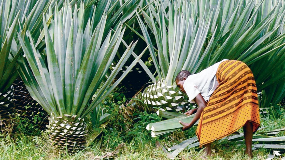 Dutch firm plans Sh13.8bn sisal plant in Tanga The Citizen