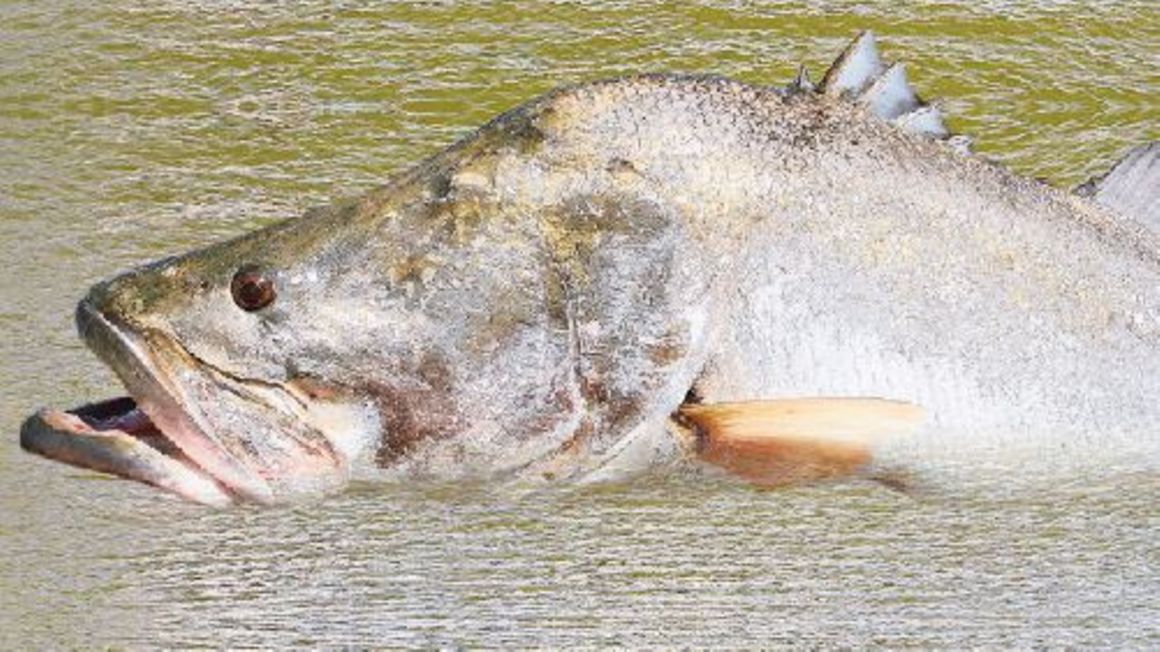 why-fish-are-dying-in-lake-victoria-the-citizen