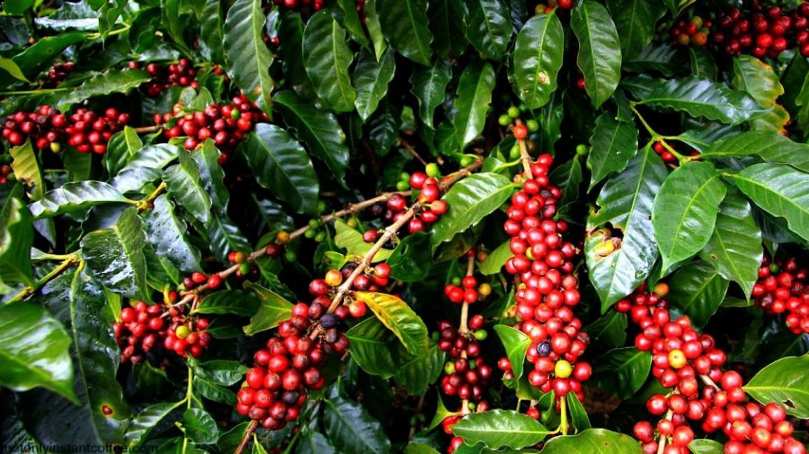 Government outlines measures to revive coffee production in Kilimanjaro ...