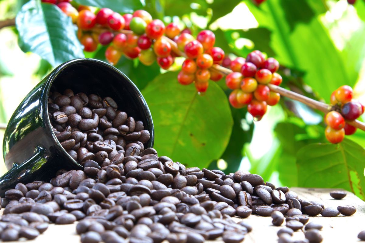 TaCRI develops four drought resistant coffee varieties