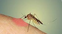 Mosquito pic