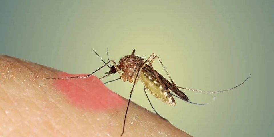 mosquitoes-what-you-should-know-the-citizen