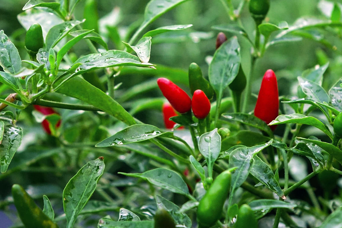 How African birds-eye chili is farmers’ new ‘green gold’ | The Citizen