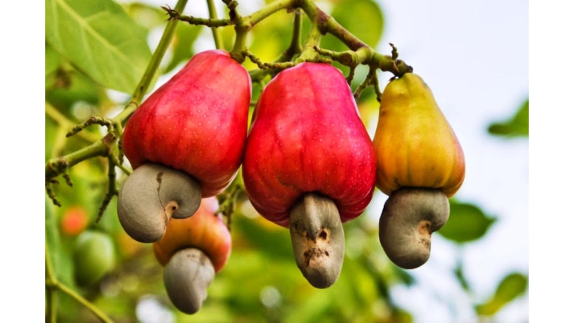 Cashew pic