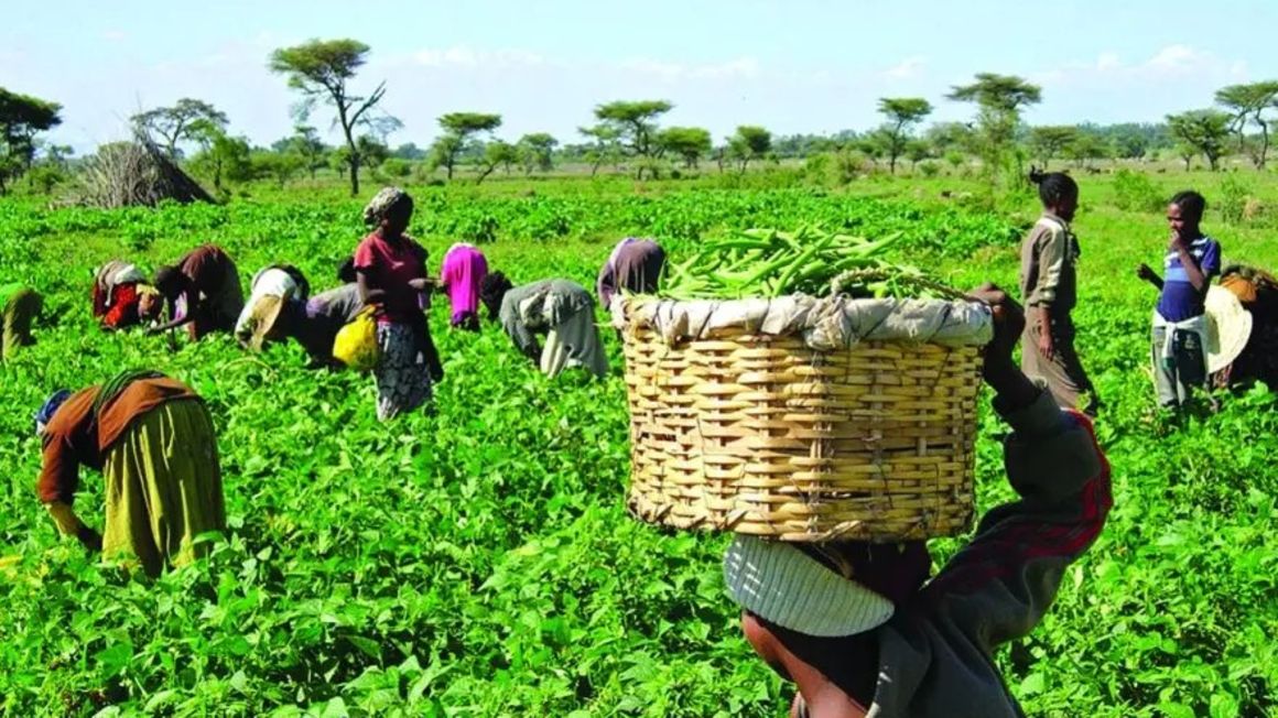 Women farming