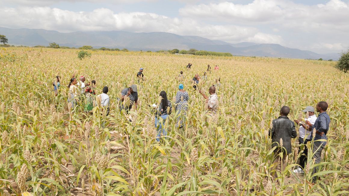 Sorghum farms