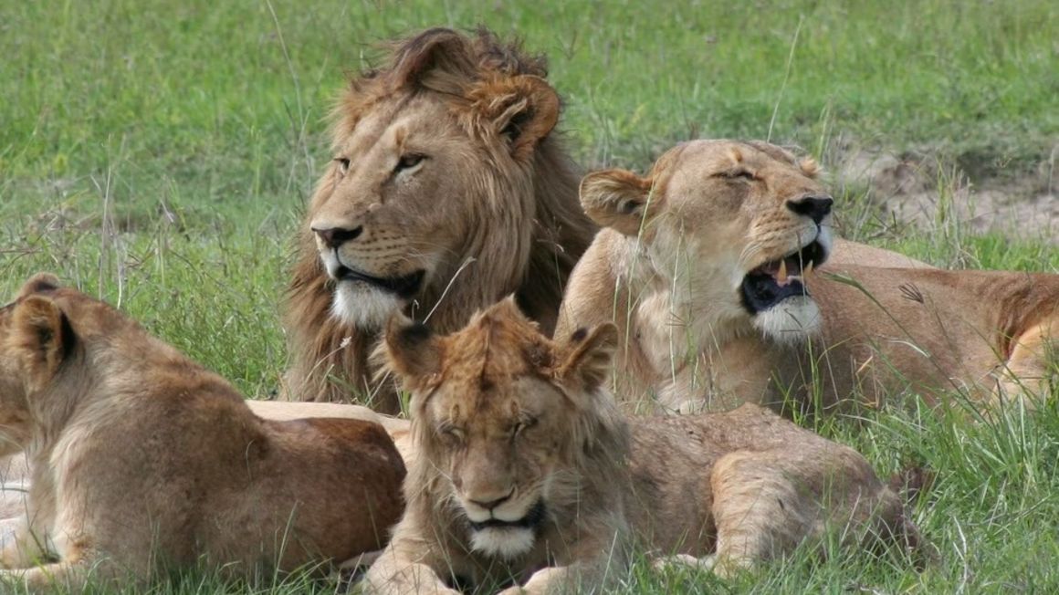 Liobn ngorongoro