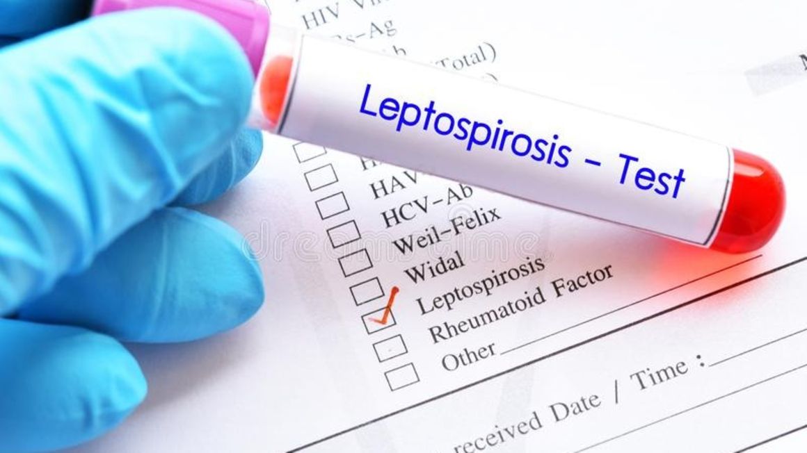 Leptospirosis pic