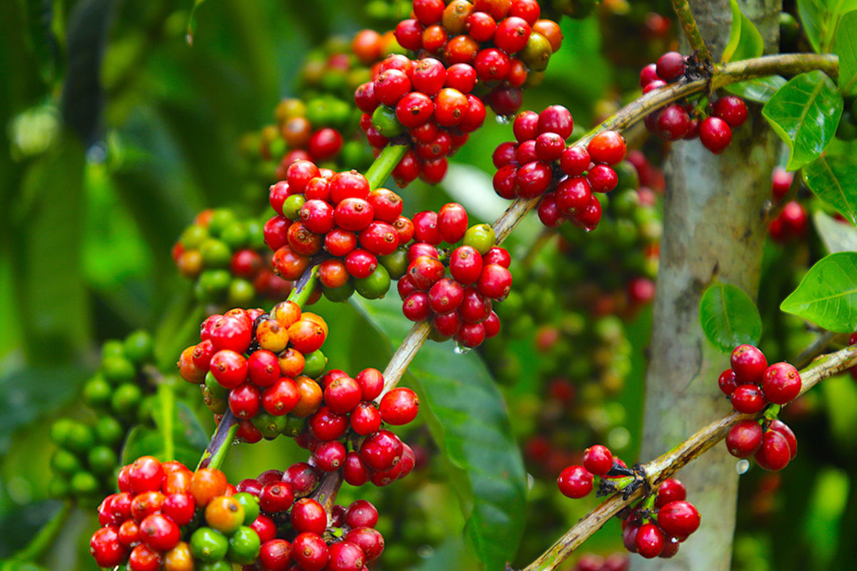 Hope as coffee makes new return as major cash crop | The Citizen