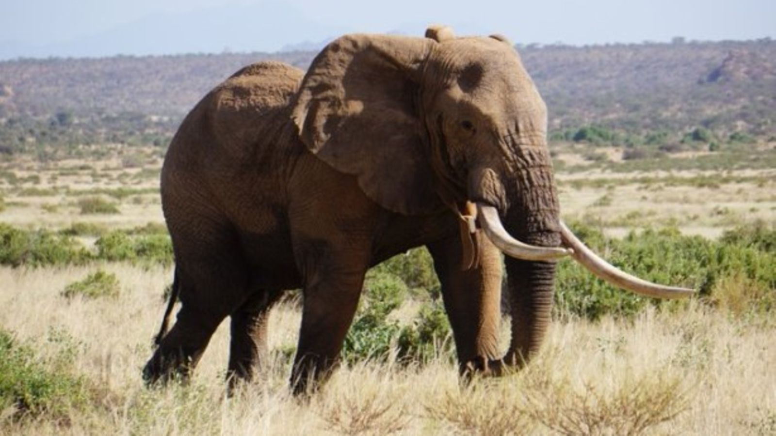 Dida, Africa’s ‘largest’ female tusker dies of old age in Kenya