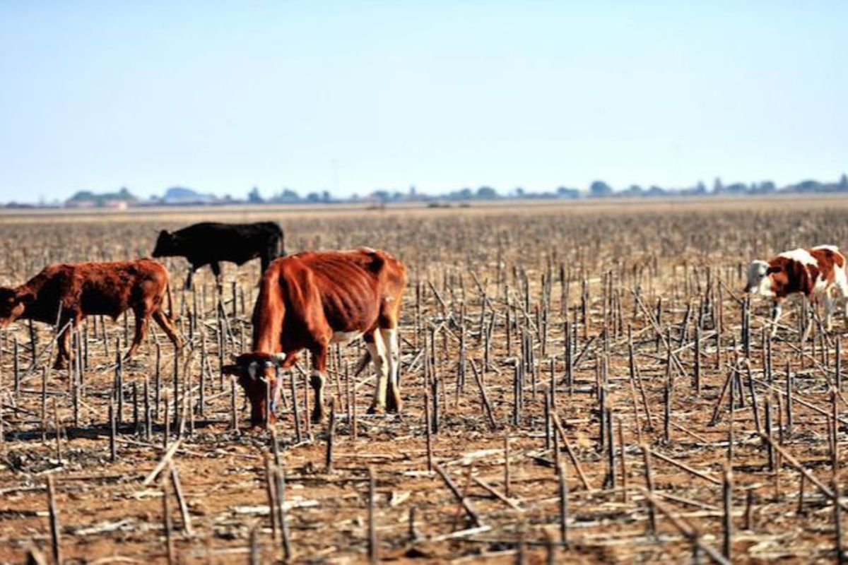 How prolonged drought shook agriculture, livestock keeping 1 The Citizen