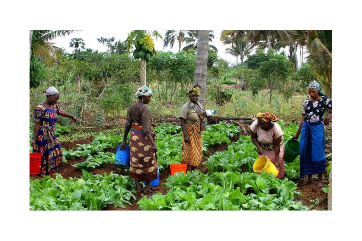 Tanzania farmers set to benefit from credit guarantee