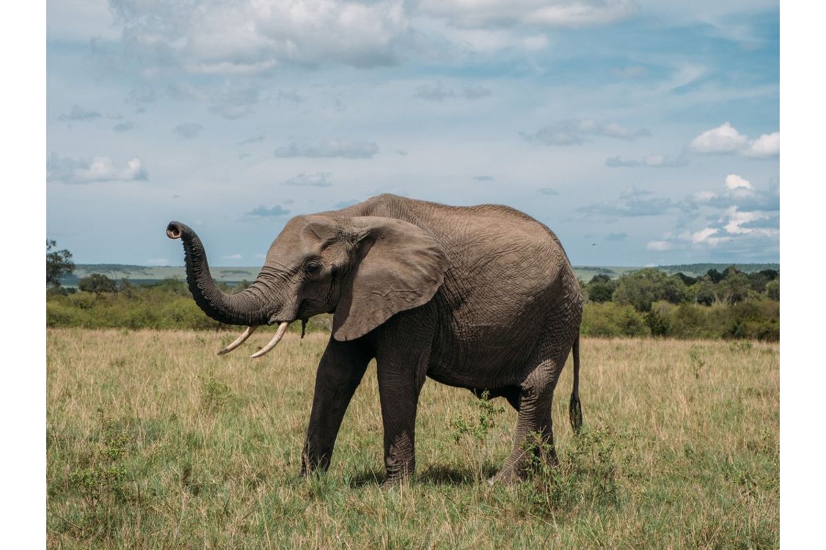 What climate change means for African elephants