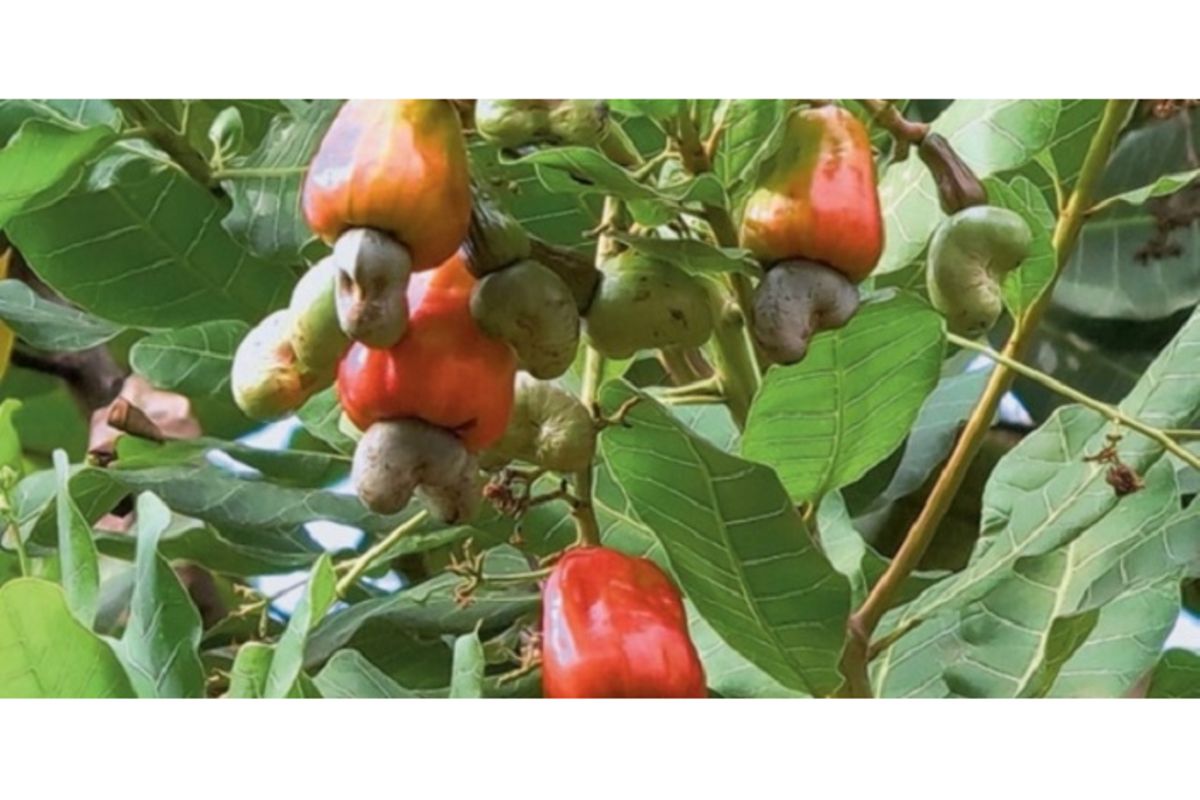 New cashewnut marketing system: Success and challenges