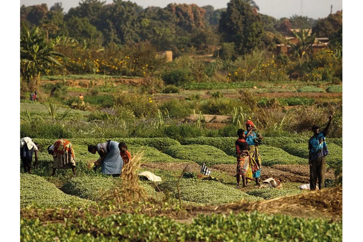 How Agroecology Can Boost Productivity, Reduce Hunger | The Citizen