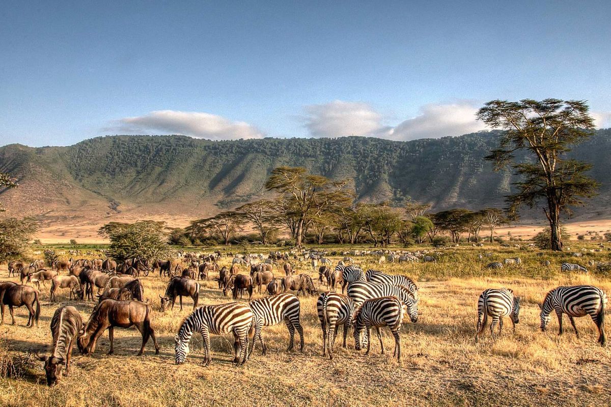 Serengeti voted world’s third best nature-based destination | The Citizen