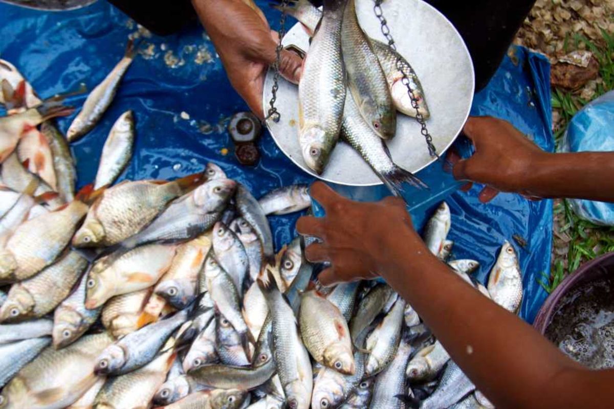 Fish production up 114 percent in Mbinga Town Council | The Citizen