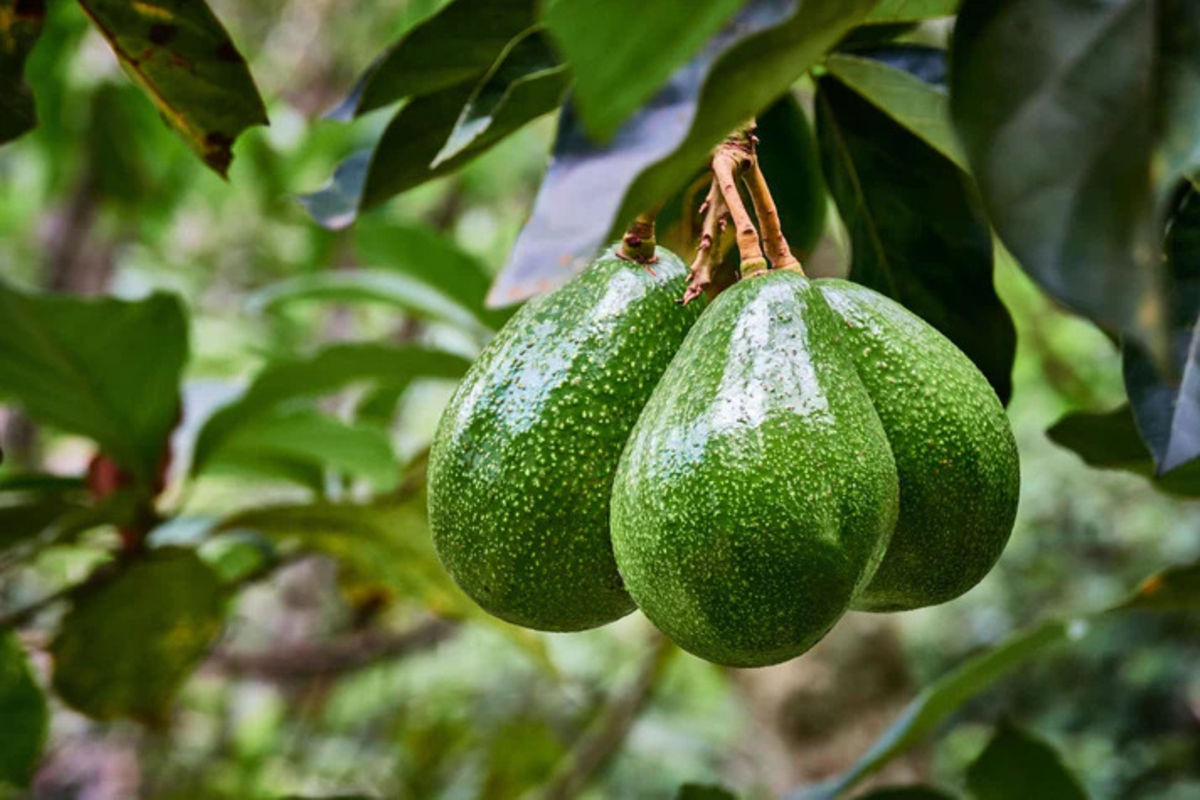 Tanzanian avocados set to hit shelves in China | The Citizen