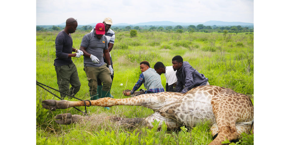 Mysterious giraffe skin disease spreads across Tanzania's national ...