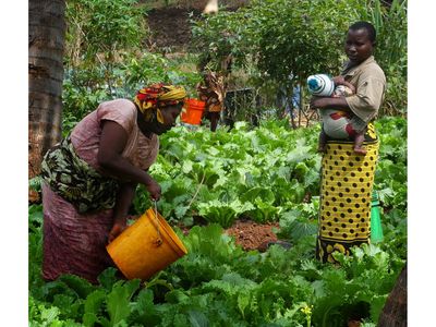 How Dutch investors are driving Tanzania’s horticultural boom