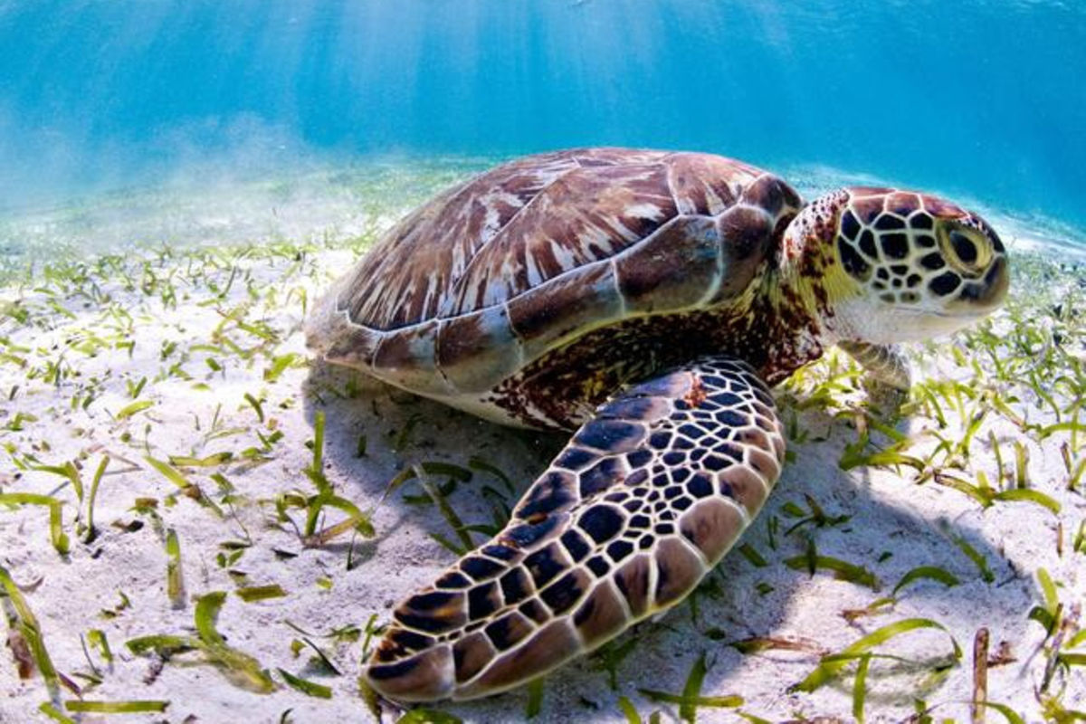 Eight dead, 78 hospitalised following suspected consumption of turtle meat in Zanzibar