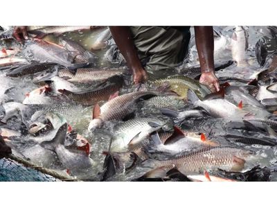 Tanzanian innovator develops device to monitor feeding in fish farms