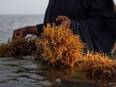 Zanzibar seaweed growers seek research on disease affecting crop