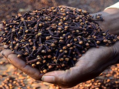 Zanzibar clove farmers cautioned against street sales amid fraudulent practices