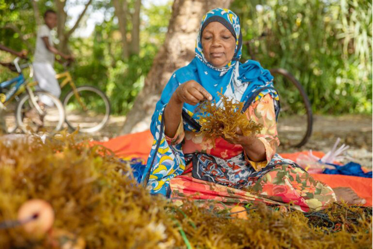 Rising ocean temperatures challenge women seaweed farmers in Zanzibar ...