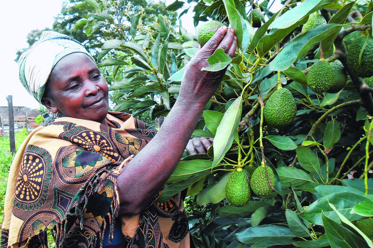 Tanzania's avocado farmers eye China market bonanza | The Citizen