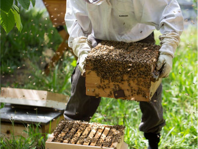 Why Tanzanian honey is set to go places