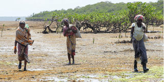 Seaweed farmers