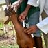 Vaccination