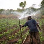 Irrigation pic